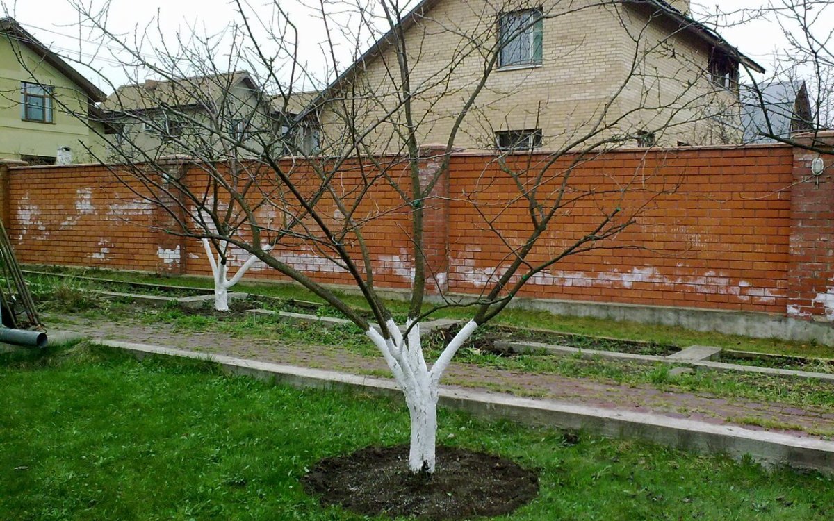 Когда нужно поливать плодовые деревья Когда нужно поливать плодовые деревья