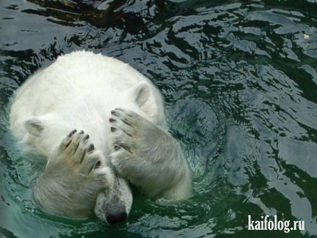 Приколы про животных (40 фото)
