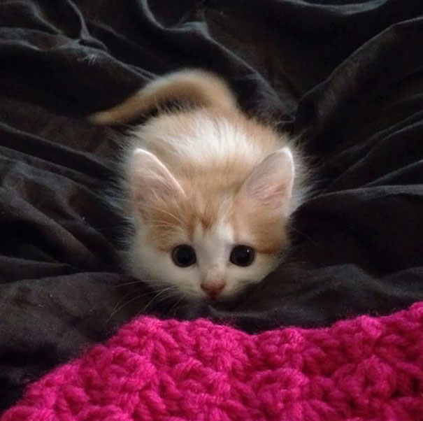 Без кота и жизнь не та
