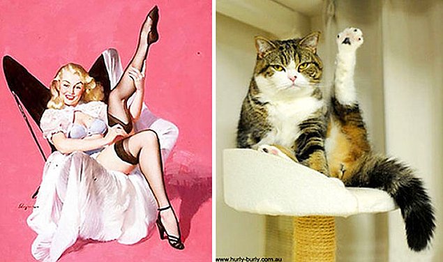 15 кошек, позирующих в стиле красоток Pin Up