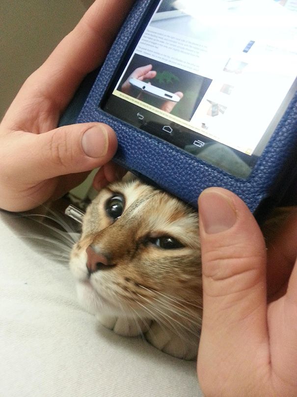 20 кошек, которые плевать хотели на твоё личное пространство 20 кошек, которые плевать хотели на твоё личное пространство