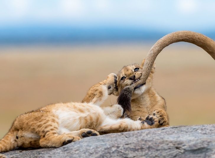 Потрясающие фотографии от National Geographic в 2018 году