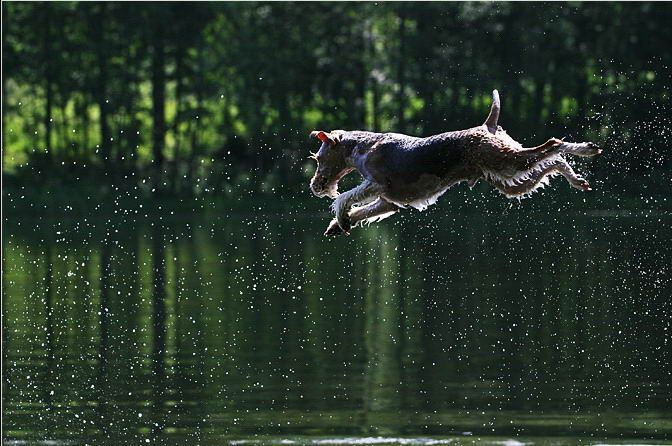 Великолепные моменты из мира животных (60 фото) Великолепные моменты из мира животных (60 фото)