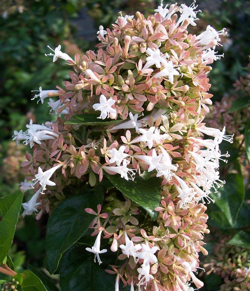 Абелия китайская (Abelia chinensis) Абелия китайская (Abelia chinensis)