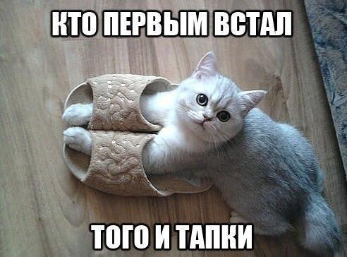 Порция Котопозитива :)