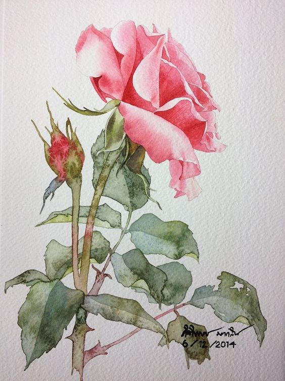 Rose painting: 