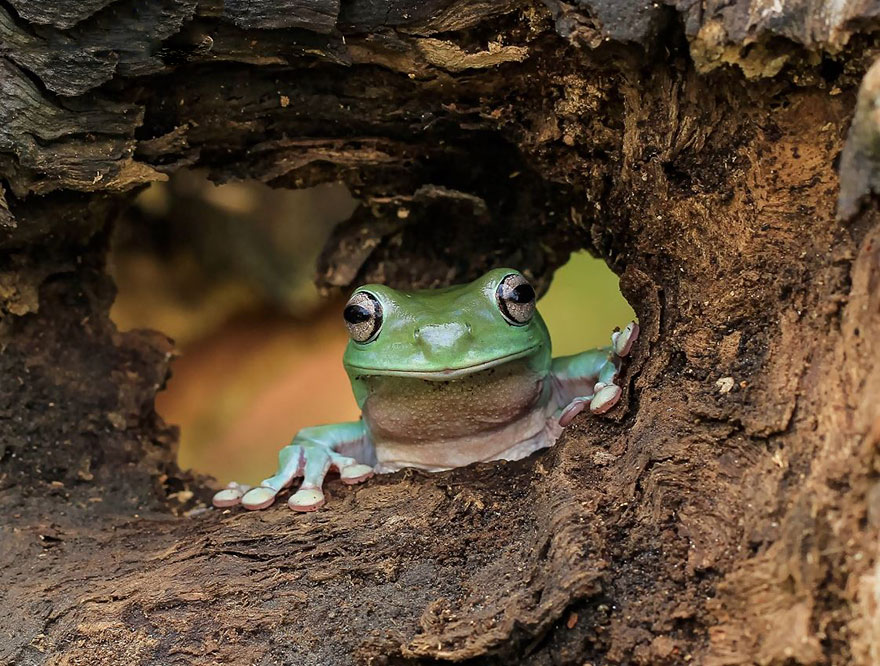 frog-photography-tantoyensen-35-5836fbb73e9b2__880