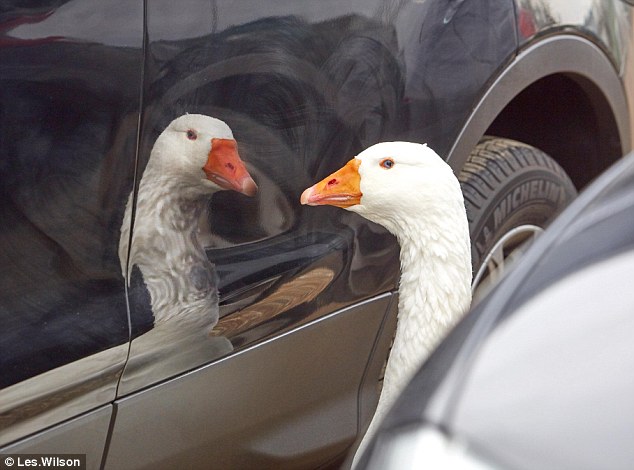He's now taken to looking at his own reflection in cars as he believes it to be a companion