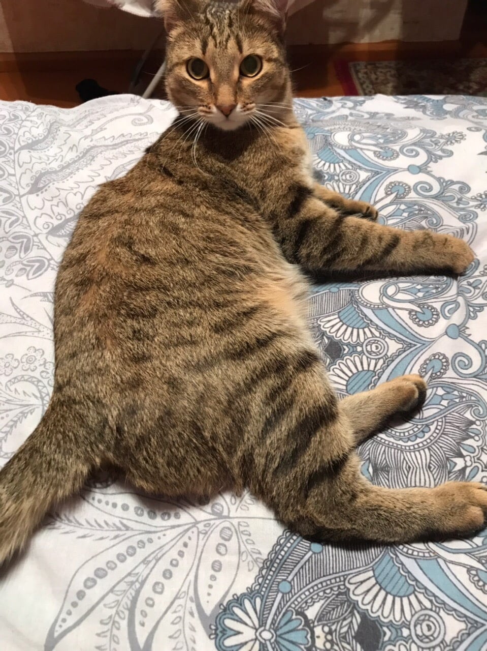 помощь котенку кот на кровати