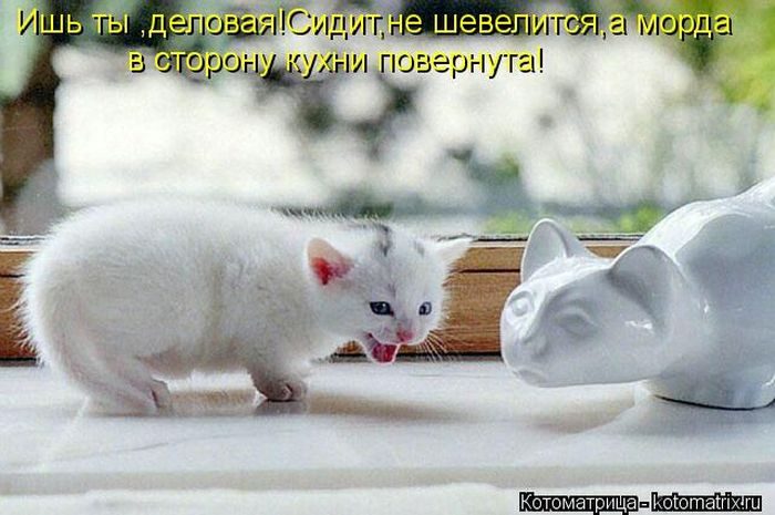 Самые весёлые котоматрицы)) Самые весёлые котоматрицы))