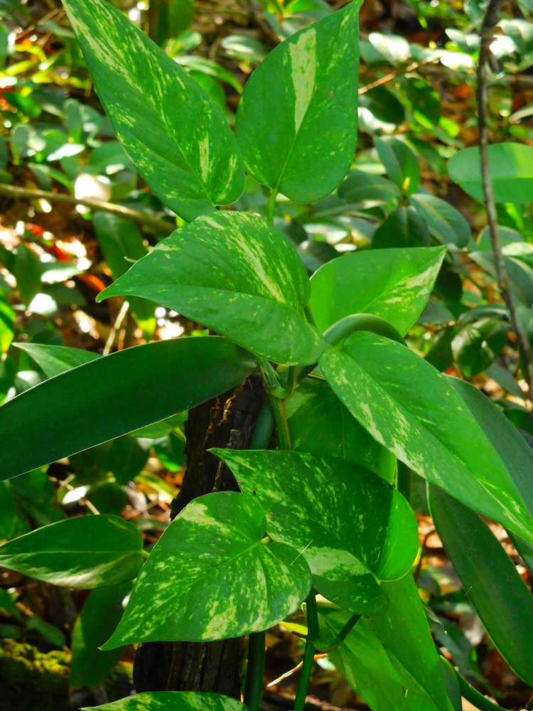 Pothos , Liane du diable