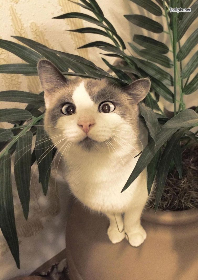 Милейшие косоглазые коты, чей изъян делает их уникальными Милейшие косоглазые коты, чей изъян делает их уникальными животные, косоглазые коты