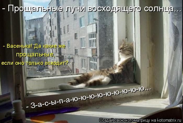 Самые весёлые котоматрицы)) Самые весёлые котоматрицы))