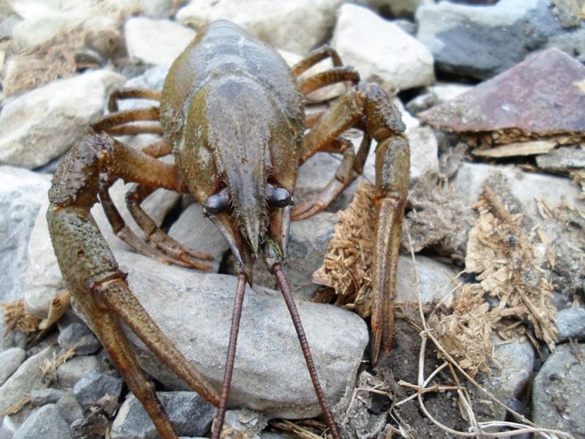 Раки, рыбалка, рецепт, блюдо, кухня