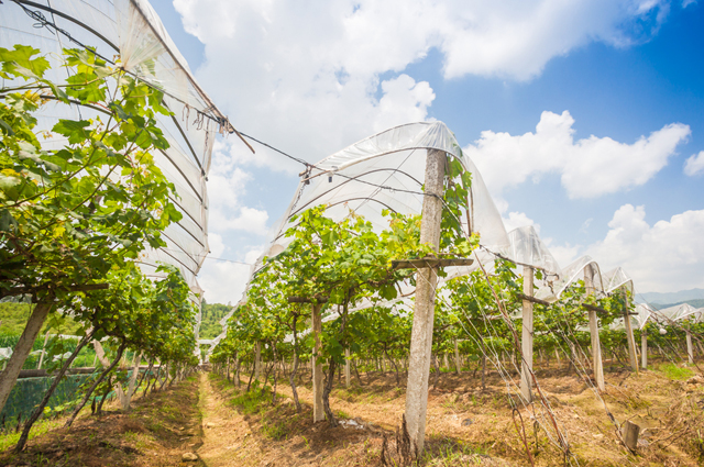 Зачем в Италии виноградники укрывают плёнкой?