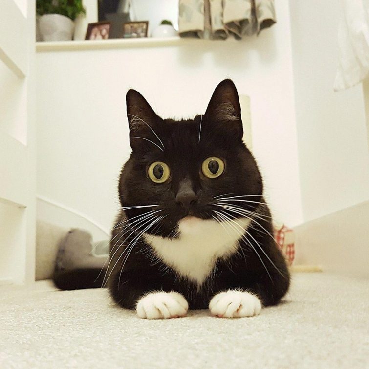 Кошка, которая в шоке от всего