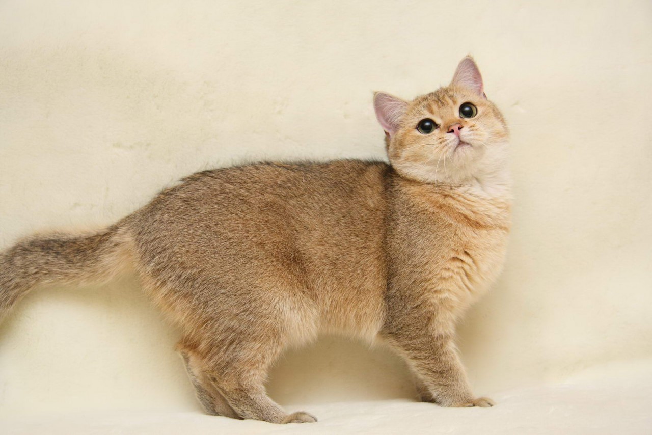 http://www.sunny-cat.ru/datas/users/1-bellatrix008.jpg