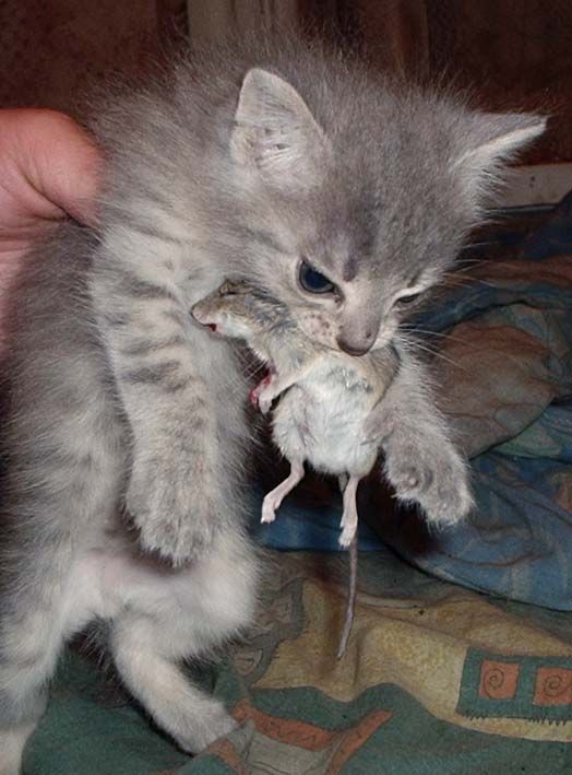 http://cat-runet.com/wp-content/uploads/2014/07/52_pics.jpg