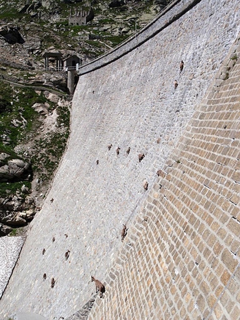 Альпийские козлы или ибексы. На 50-метровую почти вертикальную плотину их привлекает соль