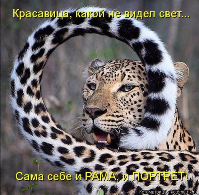 Лучшие котоматрицы, которые зарядят вас позитивом) Лучшие котоматрицы, которые зарядят вас позитивом)