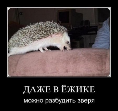 Прикольные и забавные демотиваторы для хорошего настроения (10 фото) Прикольные и забавные демотиваторы для хорошего настроения (10 фото)