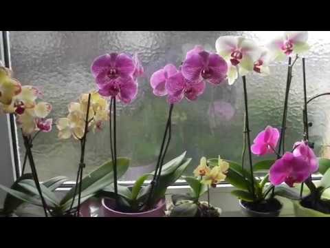 Картинки по запросу Ошибки в уходе за орхидеями