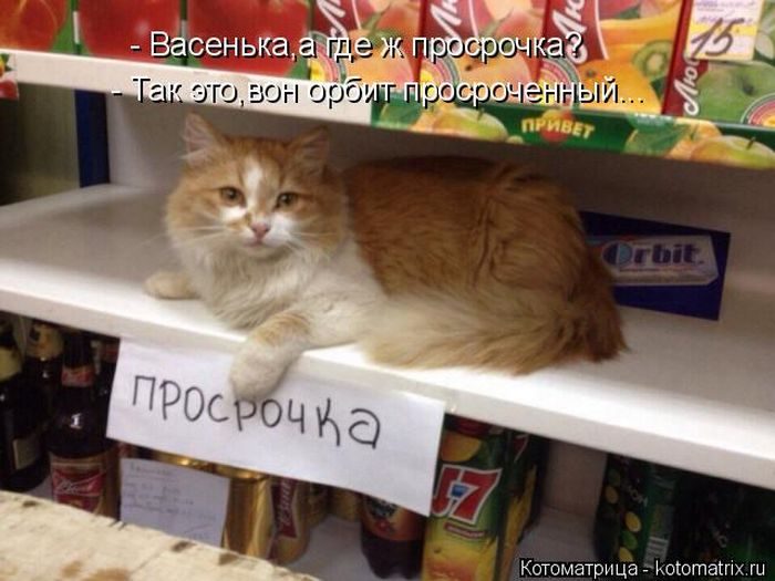 Самые весёлые котоматрицы)) Самые весёлые котоматрицы))