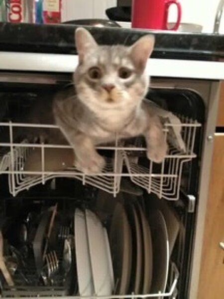 20+ котов-преступников, которых мы уже простили 20+ котов-преступников, которых мы уже простили