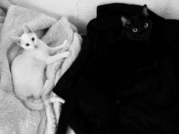 Коты — мастера камуфляжа Коты — мастера камуфляжа