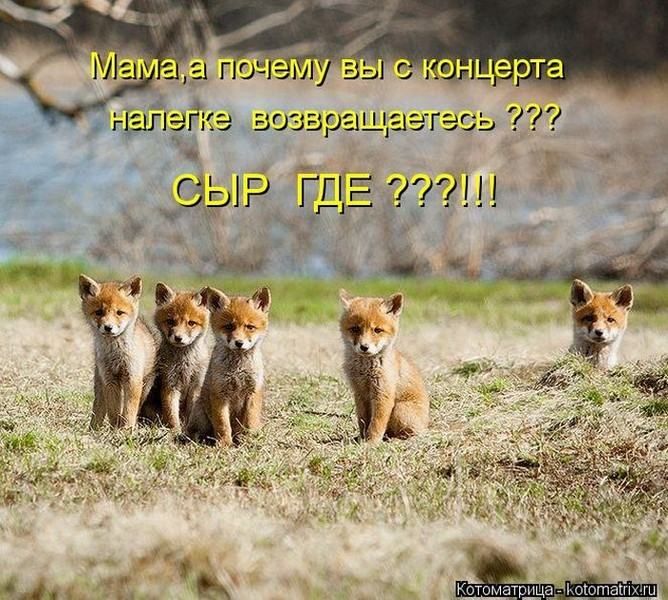 Без кота жизнь не та (50 фото ) Без кота жизнь не та (50 фото )