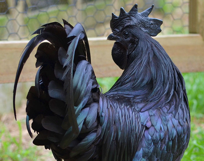 goth-black-chicken-ayam-cemani-16