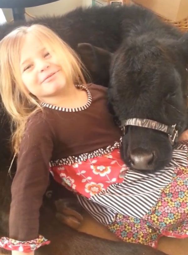 Эта симпатичная 5-летняя девочка привела домой весьма неожиданного гостя девочка привела домой теленка, теленок в доме