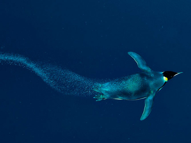 National Geographic:   