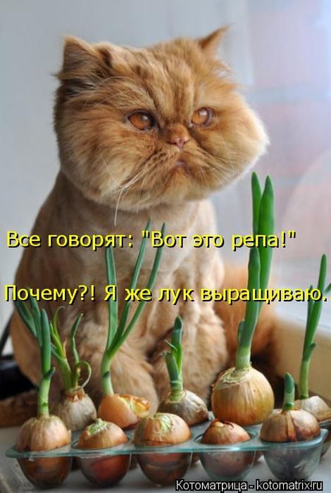 Лучшие котоматрицы, которые зарядят вас позитивом) Лучшие котоматрицы, которые зарядят вас позитивом)