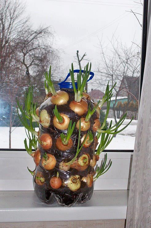 Hanging garden:  cebolla de verdeo