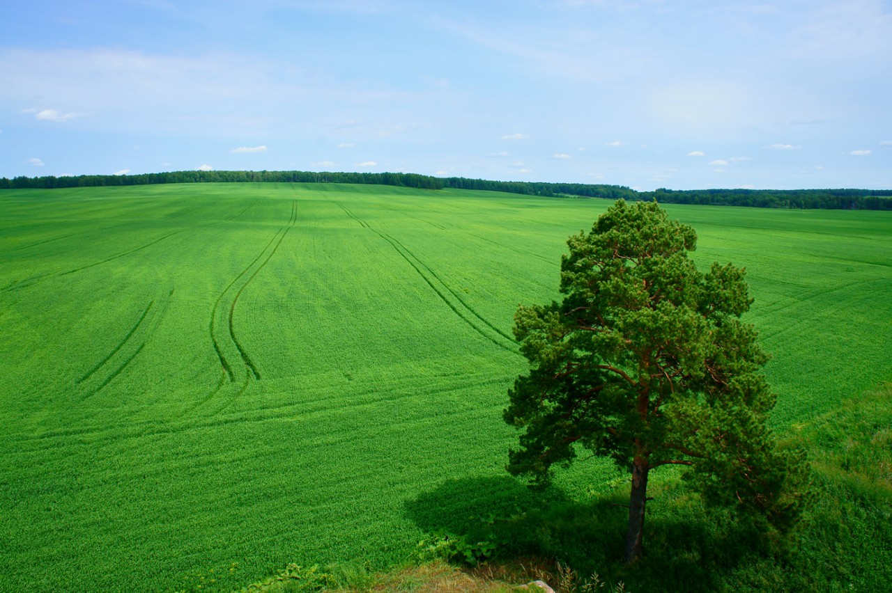 Красота русских полей