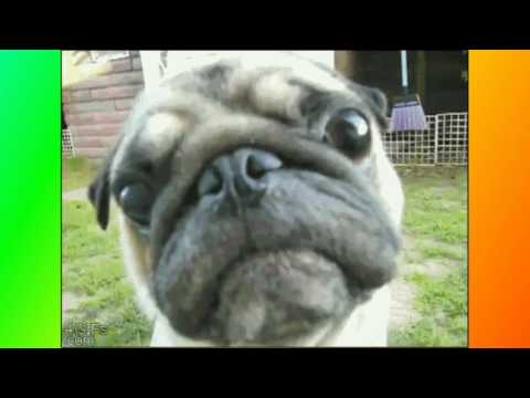 Забавные животные.Собаки Забавные животные.Собаки