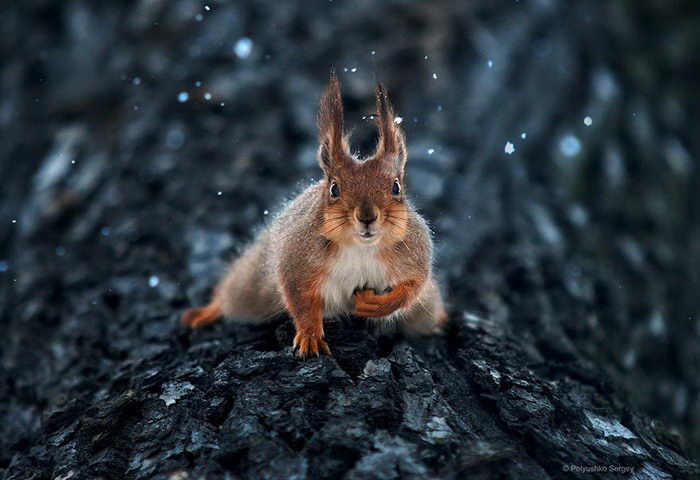 Животные в фотографиях Sergey Polyushko