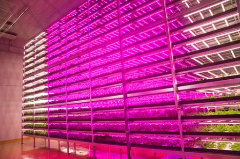 indoor-future-led-farming-468x311