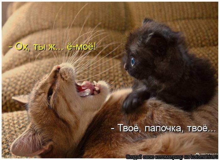 Без кота жизнь не та (50 фото ) Без кота жизнь не та (50 фото )