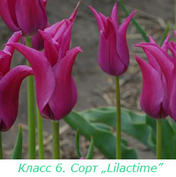 Класс 6. Лилиецветные тюльпаны