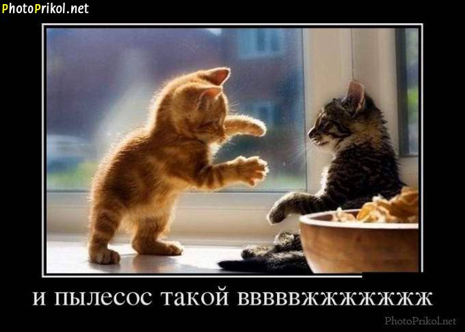 Картинки по запросу демотиваторы про женщин 18