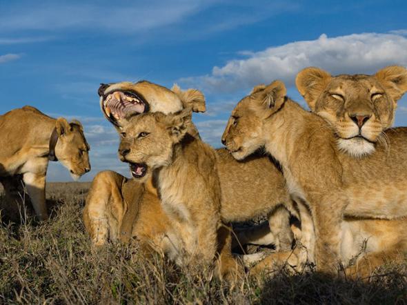 Лучшие фотографии National Geographic за август 2013