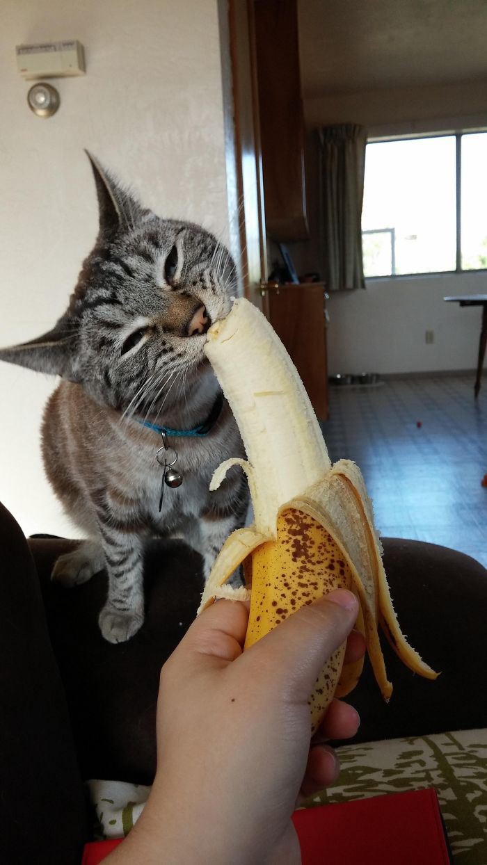 Коты, которые знают толк в еде (40 фото) Коты, которые знают толк в еде (40 фото)