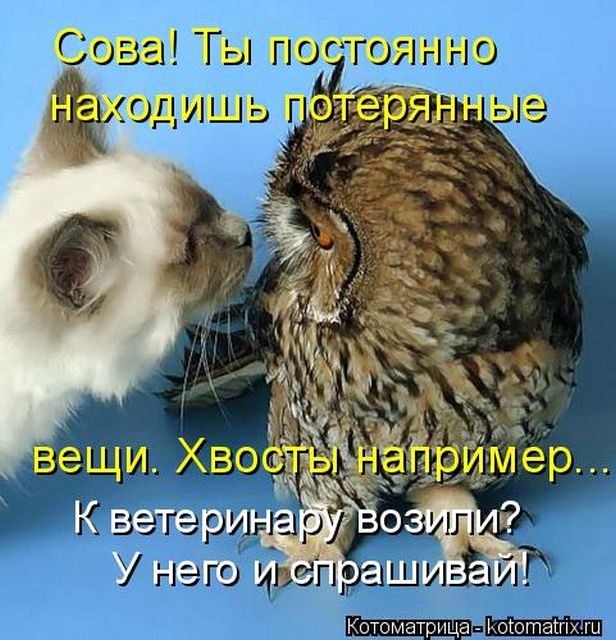 Котоматрицы для подзарядки позитивом))) Котоматрицы для подзарядки позитивом)))