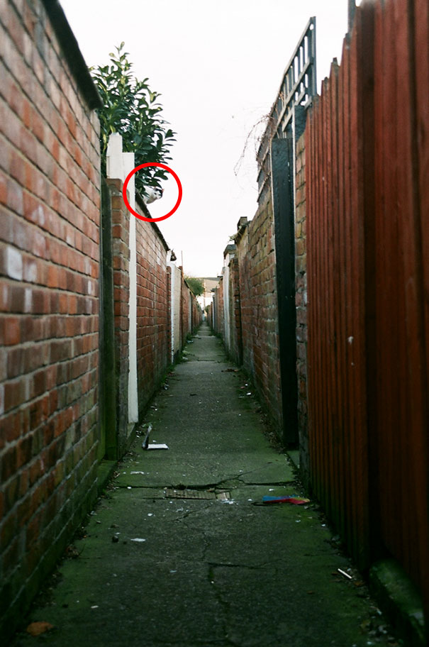 Коты — мастера камуфляжа Коты — мастера камуфляжа