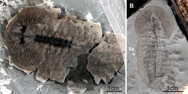 В Китае найдены тысячи неизвестных науке окаменелостей Палеонтология, Находка, Окаменелости, Длиннопост