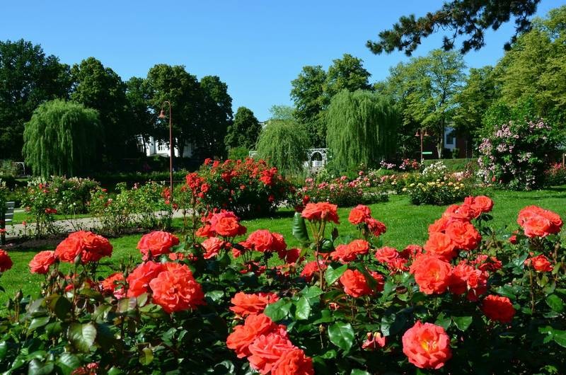 ПАРК РОЗ В ГЕРМАНИИ/ 'ROSARIUM UETERSEN'