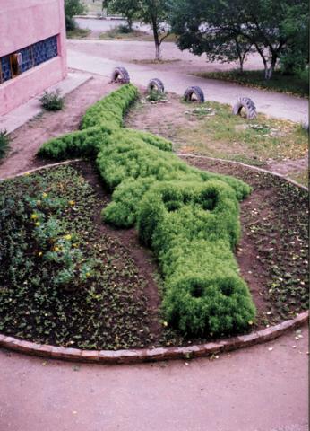Кохия стрижка Кохия стрижка