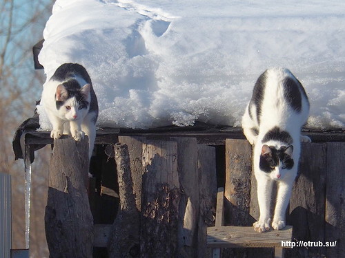 Котики празднуют свой первый март
